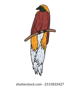 Cendrawasih Illustration Colored - Cendrawasih-03
