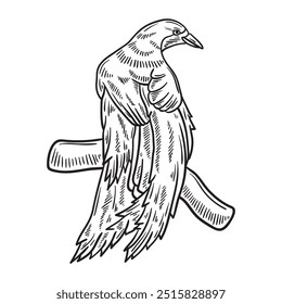 Cendrawasih Illustration Colorless - Cendrawasih-04