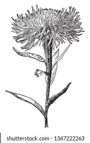 Centaurea Americana is known as basket flower. The flowers are lavender-pink, filamentous flower heads with cream-colored centers, vintage line drawing or engraving illustration.