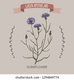 Centaurea cyanus aka cornflower or bachelor button color sketch. Green apothecary series. Great for traditional medicine, or gardening.