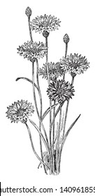 Centaurea Cyanus is known as Blue Bottle and Cornflower. The flowers are blue, purple, pink, or white, vintage line drawing or engraving illustration.