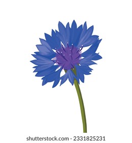 Centaurea Cyanus in vector. Wildflower in blossom, isolated cornflower. Blue flower