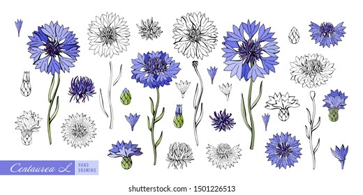 Centaurea flowers, leaves, stems, buds hand drawn in color and in black and white line. Set of Botanical illustration in vector. Romantic Floral elements. Isolated objects on white background. Vintage