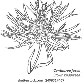 Centaurea jacea or Brown knapweed in vintage style. Vector image