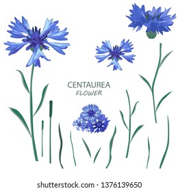 Centaurea. Vector flowers illustration on isolated background.
