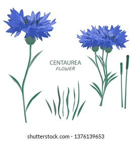 Centaurea. Vector flowers illustration on isolated background.