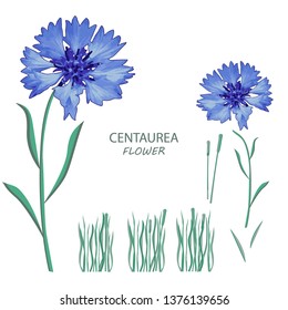 Centaurea. Vector flowers illustration on isolated background.