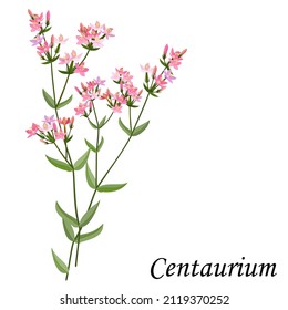 Centaurium (Centaury) medicinal plant, vector illustration.