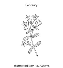 Centaurium erythraea, common centaury or European centaury, medicinal herb. Hand drawn botanical vector illustration