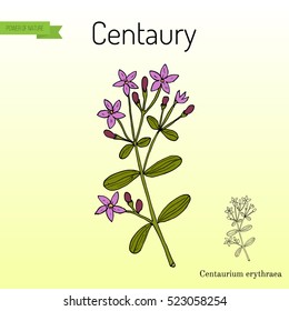 Centaurium erythraea, common or European centaury, medicinal herb. Hand drawn botanical vector illustration