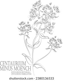 Centaurium erythraea, Centaurium umbellatum Vektorkontur. Centaurium minus Moench-Umriss. Set von Centaurium minus Moench in Line für Arzneimittel. Konturzeichnung von Heilkräutern