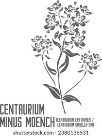 Centaurium erythraea, Centaurium umbellatum vektorsilhouette. Medicinal Centaurium minus Moench Pflanzenkulisse. Set von Centaurium minus in Line für Arzneimittel. Konturzeichnung von Heilkräutern