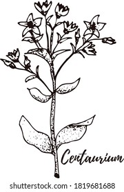 Centaurio. Recogida de hierbas medicinales. Conjunto vectorial de flores de verano, hierbas, hierbas y prados dibujados a mano. Ilustración de plantas de vintage. Elementos botánicos de estilo grabado. Flores silvestres delinean el conjunto.