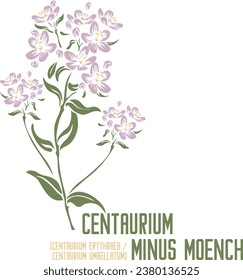 Centaurium umbellatum, Centaurium erythraea in Farbe, Vektorsilhouette. Medicinal Centaurium minus Moench Pflanze. Set von Centaurium minus in Farbbild. Farbzeichnung der Heilkräuter