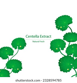 centella asiatica background illustration Vector