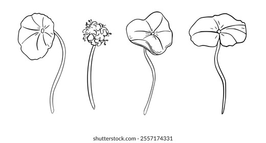 Centella asiatica black white vector illustration isolated. Pennywort, gotu kola herbal plants hand drawn monochrome. Tiger herb linear sketch for package, label. Skin care centella and flower.