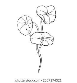 Centella asiatica bunch black white vector illustration isolated. Pennywort, gotu kola herbal plants hand drawn monochrome. Tiger herb linear sketch painted for package, label. Skin care centella.