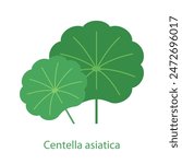 Centella asiatica. Cica - medicine plant with Round leaves. Minimalistic botanical illustration for a label, package, design, infographic. Clean and simple style icon. 