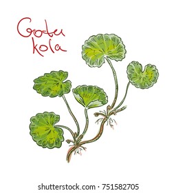 Centella asiatica, commonly known as centella, Asiatic pennywort or Indian pennywort or Gotu kola. Vector illustration.