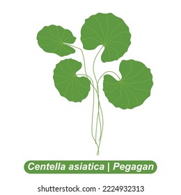 Centella asiatica, commonly known as gotu kola, kodavan, Indian pennywort and Asiatic pennywort, is a herbaceous, perennial plant in the flowering plant family Apiaceae.