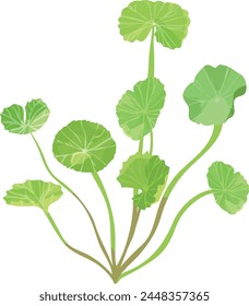 Centella asiatica or Gotu Kola. Vector drawing. Natural ingredient for cosmetic products.	