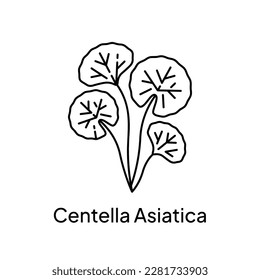 Centella Asiatica Herb Plant Illustration Design