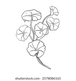 Centella asiatica hydrating herb black white vector illustration on white. Indian pennywort, gotu kola medicinal plant hand drawn outline botanical sketch for design package, label organic product.