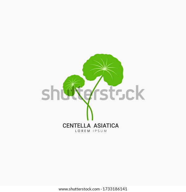 Centella\
Asiatica icon logo vector design\
template