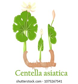 Centella asiatica. Illustration of a plant in a vector with flower for use in botany.