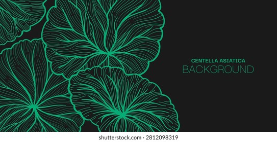 Centella asiatica leaves template or banner Hand drawn linear style art. Gotu kola, Asiatic pennywort herb pattern. Medicinal plant for label, package invitation. Vector design background