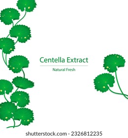 centella asiatica leaves and water drop on white background vector