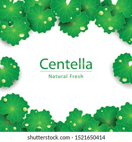 centella asiatica leaves and waterdrop on white background Vector
