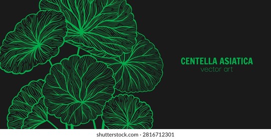 Centella asiatica leaves web banner Hand drawn linear style art. Gotu kola, Asiatic pennywort herb pattern. Medicinal plant template for label, package invitation. Vector design background