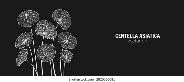 Centella asiatica leaves web banner Hand drawn linear style art. Gotu kola, Asiatic pennywort herb pattern. Medicinal plant template for label, package invitation. Vector design background