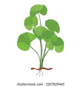 Centella Asiatica (pennywort, Centella asiatica) isolated on white background. Vector illustration.