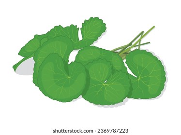 Centella Asiatica (pennywort, Centella asiatica) isolated on white background.