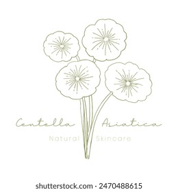 Centella Asiatica Skincare Logo for Natural  Look