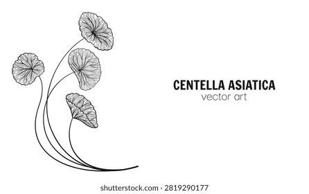 Centella asiatica stems and leaves Hand drawn cartoon style background. Gotu kola, Asiatic pennywort herb in various shapes. Medicinal plant for banner, template poster, postcard Vector pattern banner