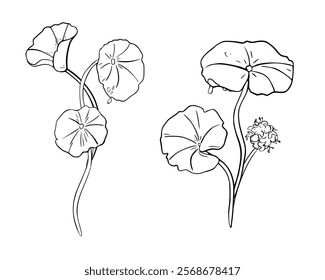 Centella asiatica tropical herb black white vector illustration on white. Pennywort umbrella shaped leaves and flower hand drawn monochrome botanical sketch for design packaging herbal extract product