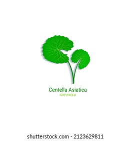 Centella Asiatica vector illustration. Gotu kola icon logo template. Ecological concept. Green leaf for organic cosmetics, natural products, food, medicine designs. Isolated on white background