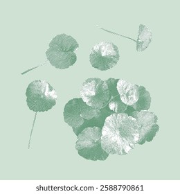 Centella illustration, line drawing on a green background.