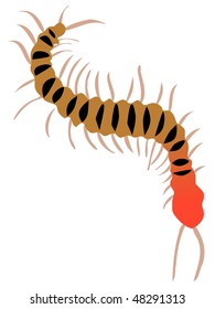 Centipede Stock Vector (Royalty Free) 48291313 | Shutterstock