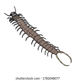 Centipede Bugs de Animales e Ilustración de Diseño de Vectores de Insectos