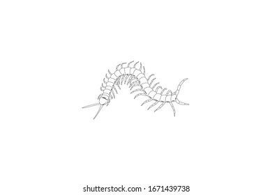 Centipede Animal Cartoon Vector Outline Illustration