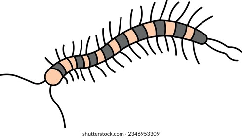 Centipede artropod insecto alien Esquema