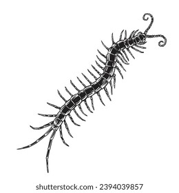  Centipede hand drawing vector isolated on white background.vector illustration.vintage line drawing 
