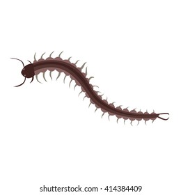 Centipede insect design flat isolated. Longest insect with many legs isolated on white background. Poisonous centipede with tentacles and antennas being of wildlife in flat style. Vector illustration