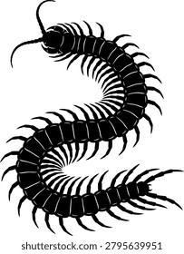 Centipede insect silhouette with centipede, creature