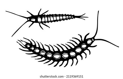 Centipede Insect Vector Drawing. Black And White Detailed Sketch Of Millipede. Hand Drawn Engraving Illustration Of Woodlice And Silverfish. Pest Insect Isolated On A White Background. 