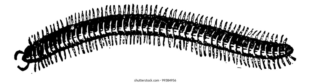 Centipede isolated on white background, vintage engraved illustration. Dictionary of words and things - Larive and Fleury - 1895.